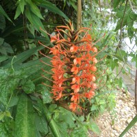 Hedychium